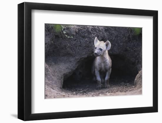 Spotted Hyenas Looking out from Den-DLILLC-Framed Photographic Print