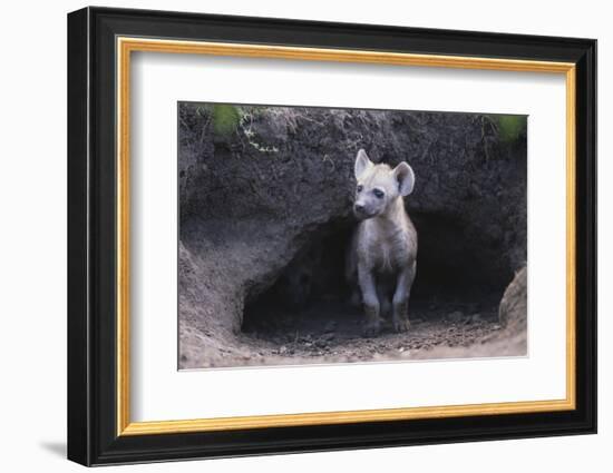 Spotted Hyenas Looking out from Den-DLILLC-Framed Photographic Print