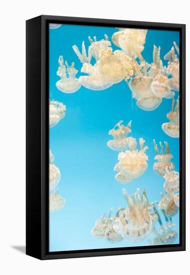 Spotted Lagoon Jelly, Golden Medusa, Mastigias Papua-steffstarr-Framed Premier Image Canvas