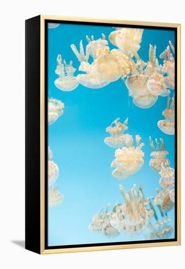 Spotted Lagoon Jelly, Golden Medusa, Mastigias Papua-steffstarr-Framed Premier Image Canvas