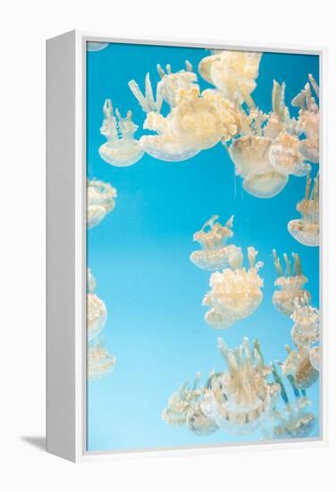 Spotted Lagoon Jelly, Golden Medusa, Mastigias Papua-steffstarr-Framed Premier Image Canvas