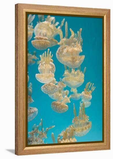 Spotted Lagoon Jelly, Golden Medusa, Mastigias Papua-steffstarr-Framed Premier Image Canvas