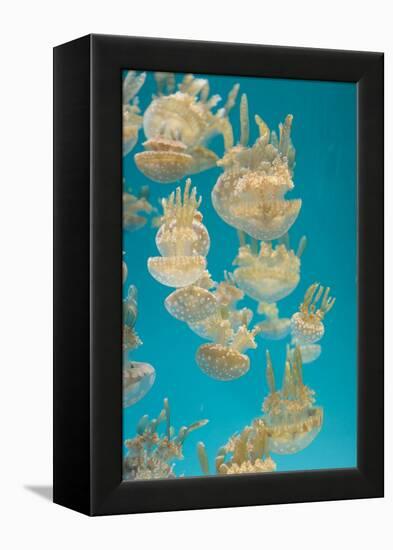 Spotted Lagoon Jelly, Golden Medusa, Mastigias Papua-steffstarr-Framed Premier Image Canvas