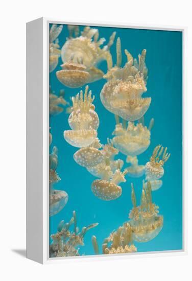 Spotted Lagoon Jelly, Golden Medusa, Mastigias Papua-steffstarr-Framed Premier Image Canvas