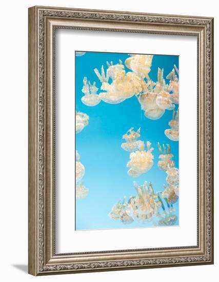 Spotted Lagoon Jelly, Golden Medusa, Mastigias Papua-steffstarr-Framed Photographic Print