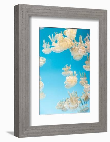 Spotted Lagoon Jelly, Golden Medusa, Mastigias Papua-steffstarr-Framed Photographic Print