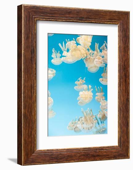 Spotted Lagoon Jelly, Golden Medusa, Mastigias Papua-steffstarr-Framed Photographic Print