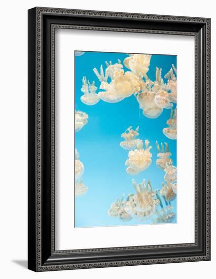 Spotted Lagoon Jelly, Golden Medusa, Mastigias Papua-steffstarr-Framed Photographic Print