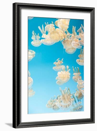 Spotted Lagoon Jelly, Golden Medusa, Mastigias Papua-steffstarr-Framed Photographic Print