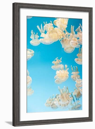 Spotted Lagoon Jelly, Golden Medusa, Mastigias Papua-steffstarr-Framed Photographic Print