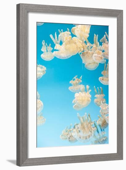 Spotted Lagoon Jelly, Golden Medusa, Mastigias Papua-steffstarr-Framed Photographic Print