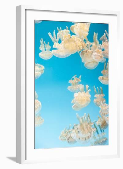 Spotted Lagoon Jelly, Golden Medusa, Mastigias Papua-steffstarr-Framed Photographic Print