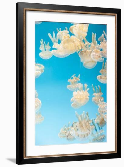 Spotted Lagoon Jelly, Golden Medusa, Mastigias Papua-steffstarr-Framed Photographic Print