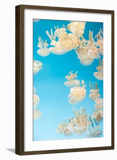 Spotted Lagoon Jelly, Golden Medusa, Mastigias Papua-steffstarr-Framed Photographic Print