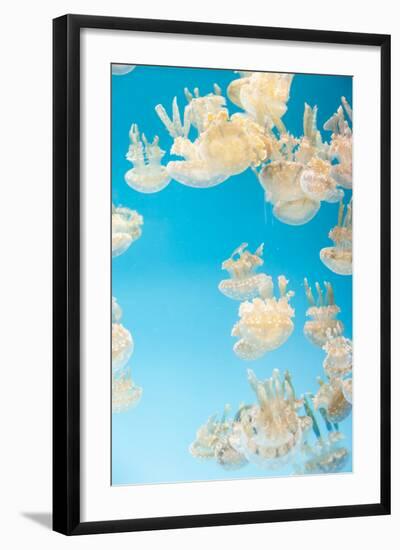 Spotted Lagoon Jelly, Golden Medusa, Mastigias Papua-steffstarr-Framed Photographic Print