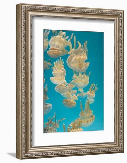 Spotted Lagoon Jelly, Golden Medusa, Mastigias Papua-steffstarr-Framed Photographic Print