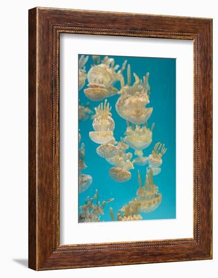 Spotted Lagoon Jelly, Golden Medusa, Mastigias Papua-steffstarr-Framed Photographic Print