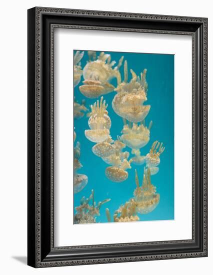 Spotted Lagoon Jelly, Golden Medusa, Mastigias Papua-steffstarr-Framed Photographic Print