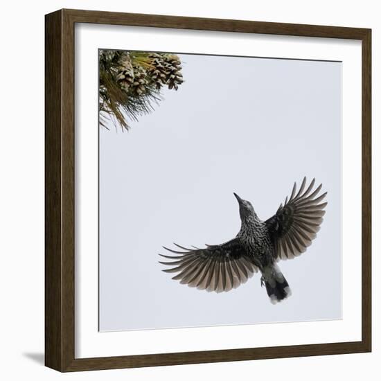 Spotted Nutcracker in flight to pine cones, Joensuu, Finland, September-Markus Varesvuo-Framed Photographic Print