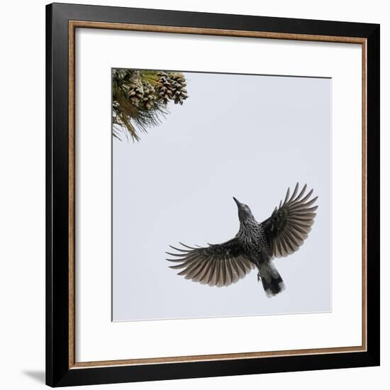 Spotted Nutcracker in flight to pine cones, Joensuu, Finland, September-Markus Varesvuo-Framed Photographic Print