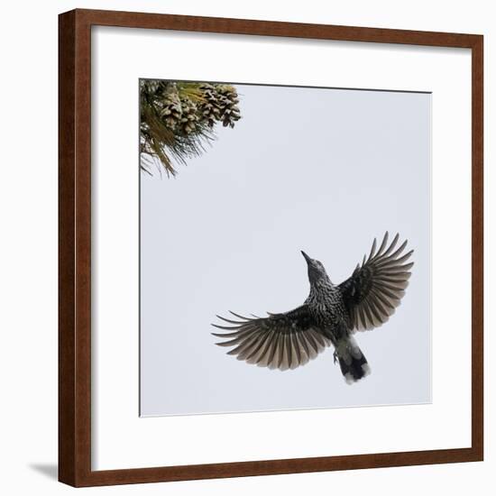 Spotted Nutcracker in flight to pine cones, Joensuu, Finland, September-Markus Varesvuo-Framed Photographic Print