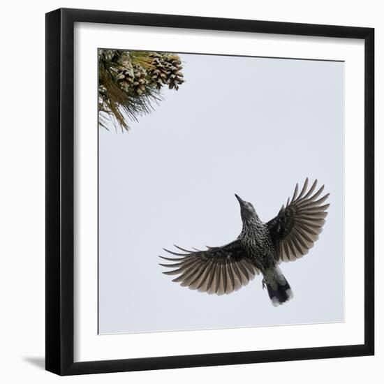 Spotted Nutcracker in flight to pine cones, Joensuu, Finland, September-Markus Varesvuo-Framed Photographic Print