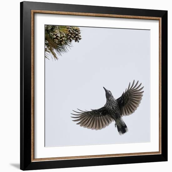 Spotted Nutcracker in flight to pine cones, Joensuu, Finland, September-Markus Varesvuo-Framed Photographic Print