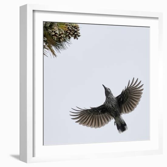 Spotted Nutcracker in flight to pine cones, Joensuu, Finland, September-Markus Varesvuo-Framed Photographic Print