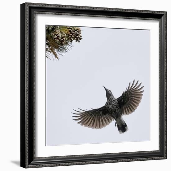 Spotted Nutcracker in flight to pine cones, Joensuu, Finland, September-Markus Varesvuo-Framed Photographic Print