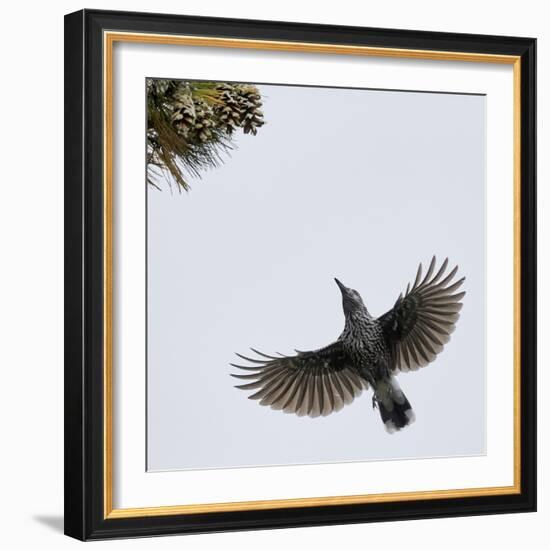 Spotted Nutcracker in flight to pine cones, Joensuu, Finland, September-Markus Varesvuo-Framed Photographic Print