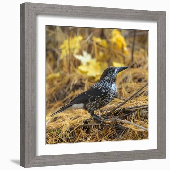 Spotted nutcracker searching for seeds on forest floor, Finland-Jussi Murtosaari-Framed Photographic Print