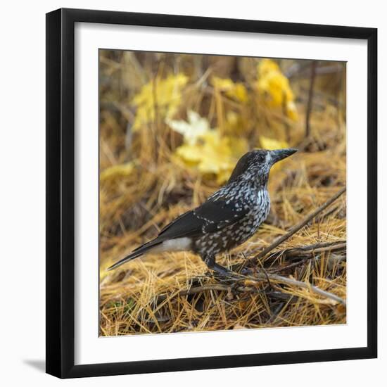 Spotted nutcracker searching for seeds on forest floor, Finland-Jussi Murtosaari-Framed Photographic Print