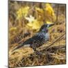 Spotted nutcracker searching for seeds on forest floor, Finland-Jussi Murtosaari-Mounted Photographic Print