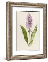 Spotted Orchis-F. Edward Hulme-Framed Photographic Print