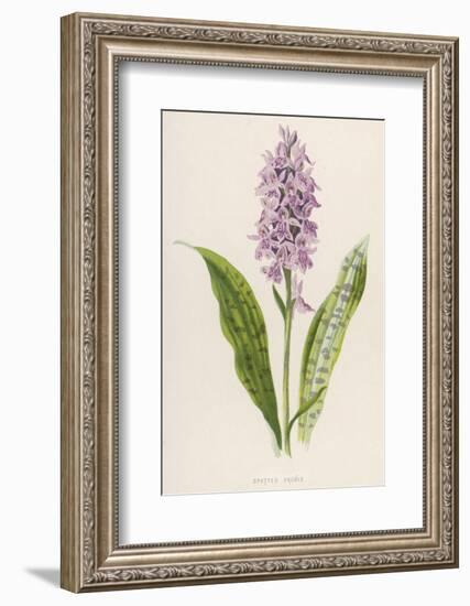 Spotted Orchis-F. Edward Hulme-Framed Photographic Print
