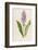 Spotted Orchis-F. Edward Hulme-Framed Photographic Print