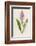 Spotted Orchis-F. Edward Hulme-Framed Photographic Print