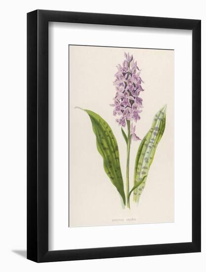 Spotted Orchis-F. Edward Hulme-Framed Photographic Print