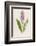 Spotted Orchis-F. Edward Hulme-Framed Photographic Print