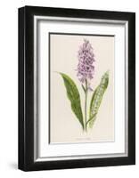 Spotted Orchis-F. Edward Hulme-Framed Photographic Print
