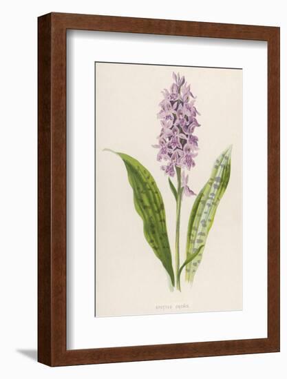 Spotted Orchis-F. Edward Hulme-Framed Photographic Print