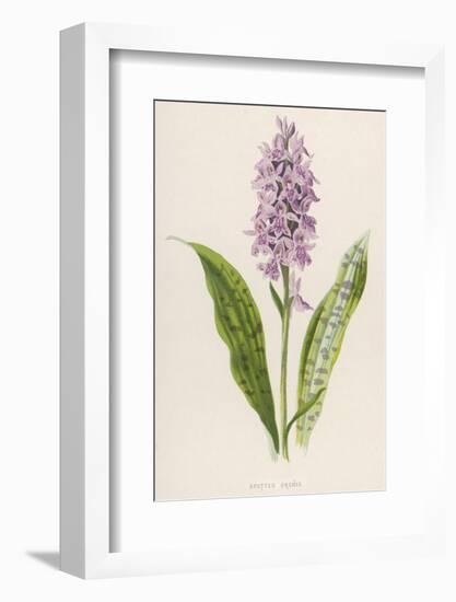 Spotted Orchis-F. Edward Hulme-Framed Photographic Print