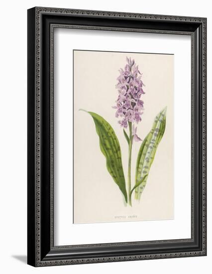 Spotted Orchis-F. Edward Hulme-Framed Photographic Print