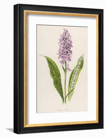 Spotted Orchis-F. Edward Hulme-Framed Photographic Print