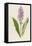 Spotted Orchis-F. Edward Hulme-Framed Premier Image Canvas