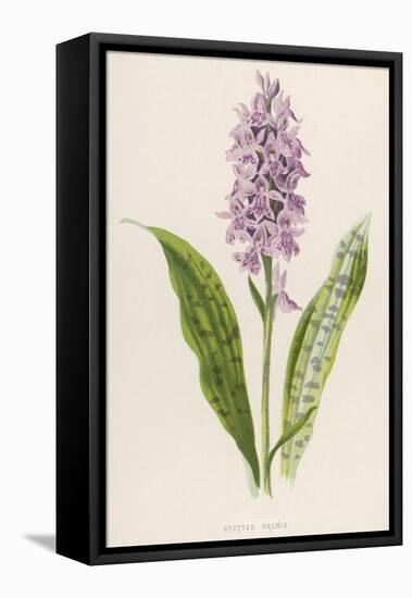 Spotted Orchis-F. Edward Hulme-Framed Premier Image Canvas