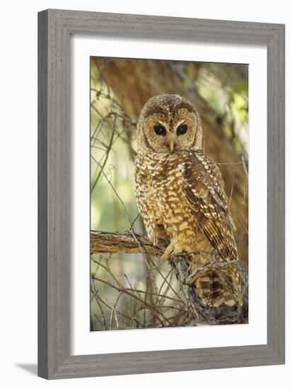 Spotted Owl Inhabits Thickly Wooded Canyons-null-Framed Photographic Print