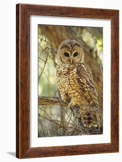 Spotted Owl Inhabits Thickly Wooded Canyons-null-Framed Photographic Print