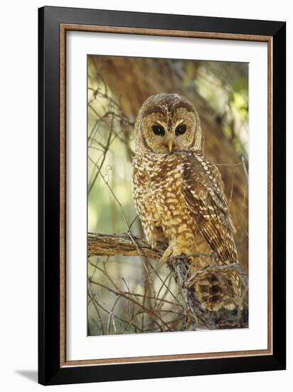 Spotted Owl Inhabits Thickly Wooded Canyons-null-Framed Photographic Print