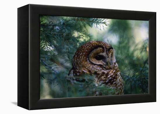 Spotted Owl-null-Framed Premier Image Canvas